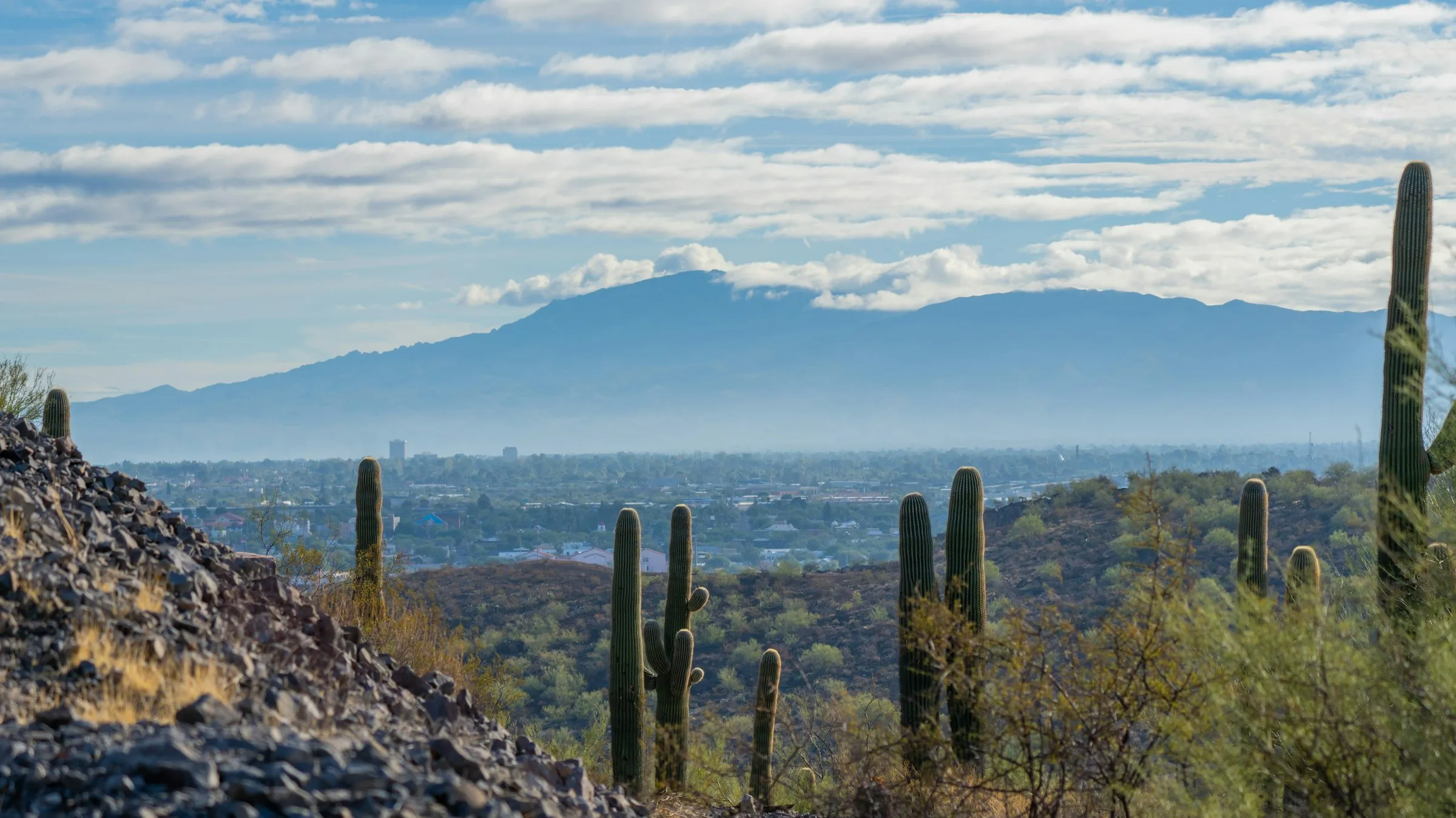 Mountain range and cactus landscape, Sonoran Desert near Tucson, Arizona